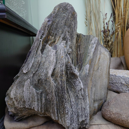 Скам'янілі дерева