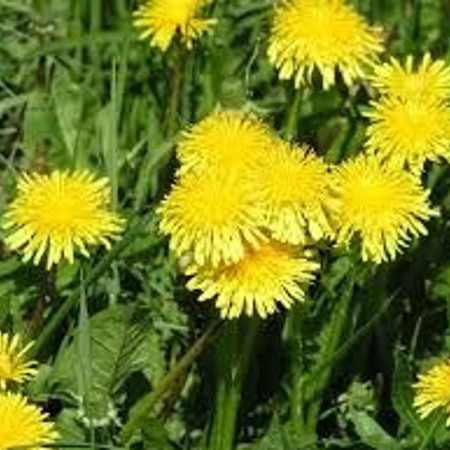 Мед із кульбаби 