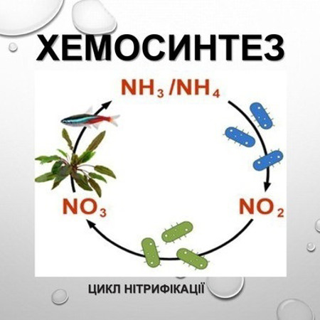 Видатний мікробіолог і хемосинтез