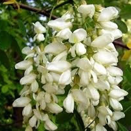 Мед із цвіту акації