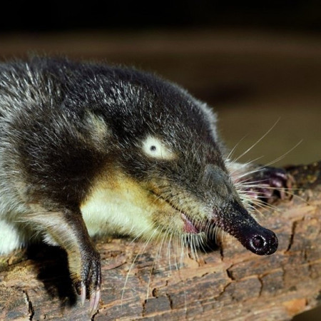 Хохуля звичайна