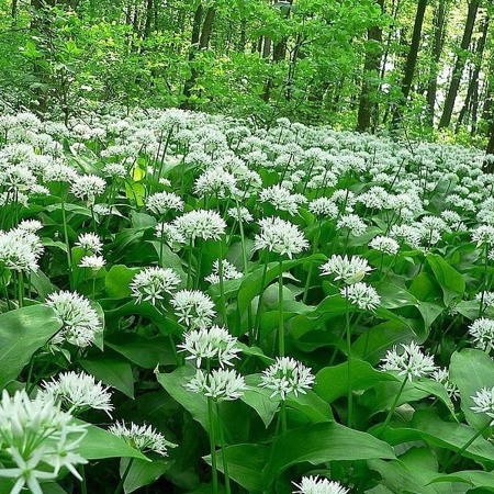 Цибуля ведмежа (черемша) Allium ursinum L.
