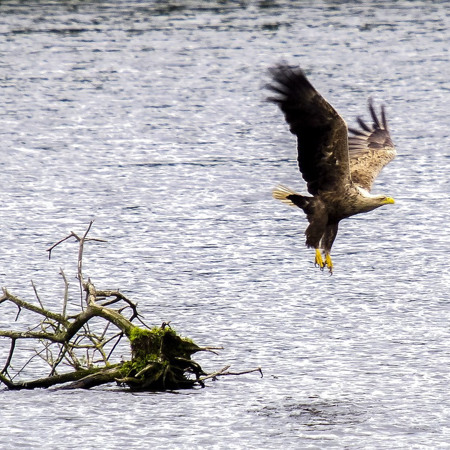 Орлан-білохвост 