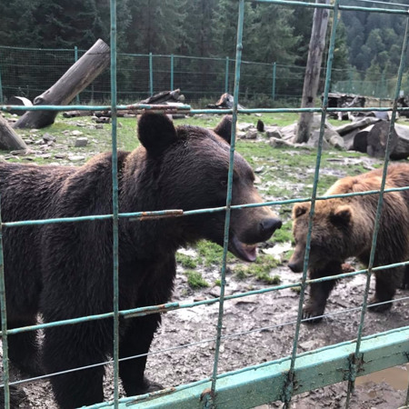 Бурий ведмідь у Національному природничому парку «Синевир»