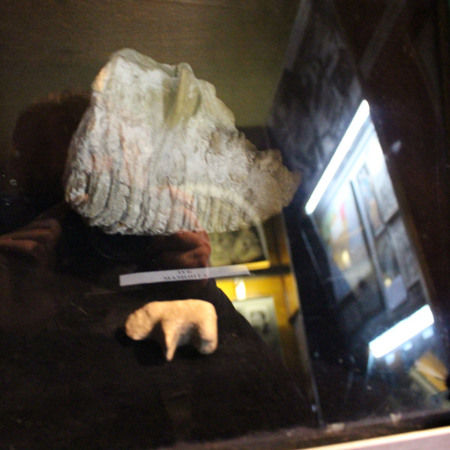 Зуб мамонта та гончарні вироби Трипілля