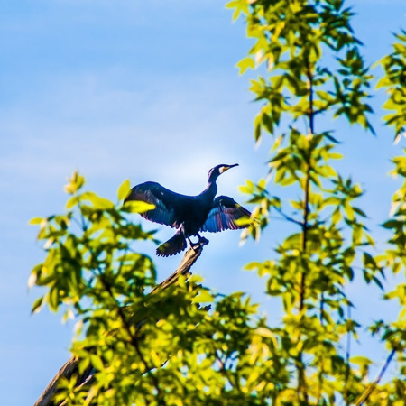 Послухати пташиний спів 