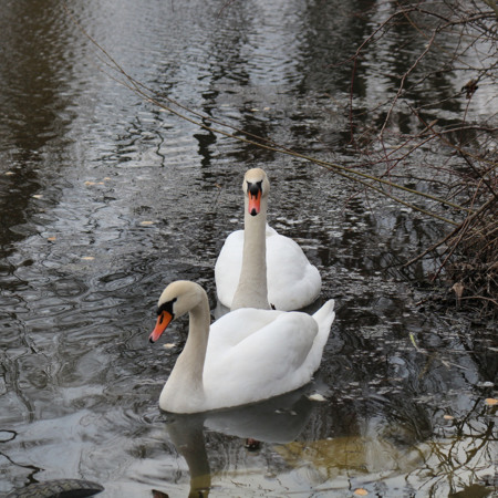 Піти до Гідропарку помилуватися на лебедів