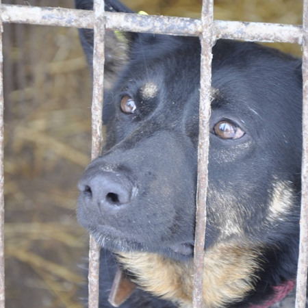 Погодувати собак у притулку «Дім Сірка»