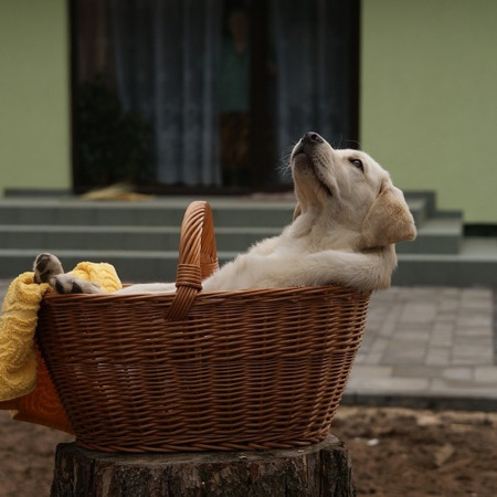 Віддають щось даром (тварин елітних пород, меблі тощо)