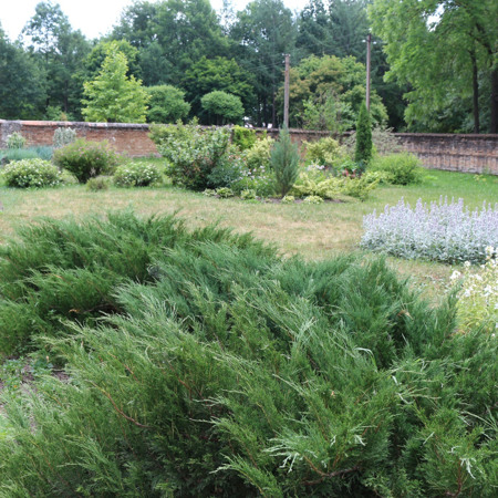 Сад у мурах