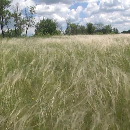 Поля ковили