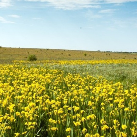 Долина ірисів