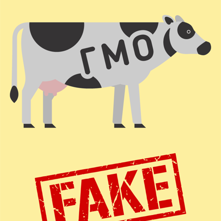 За границей на “фермах ГМО” в организм коров “пускают рак”