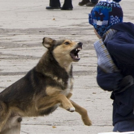  Викидали цуценят та кошенят 