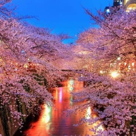 Ужгород. Цвітіння сакури