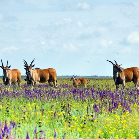 Асканія-Нова. Дикий степ