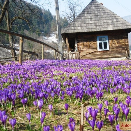 Колочава. Долина крокусів