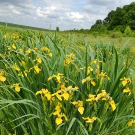 Снітків. Долина ірисів 