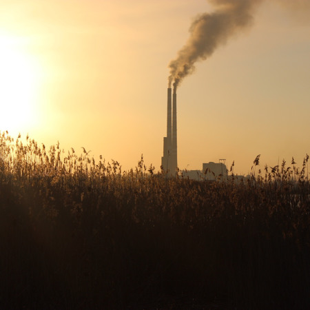 Сонце сідає за очерет