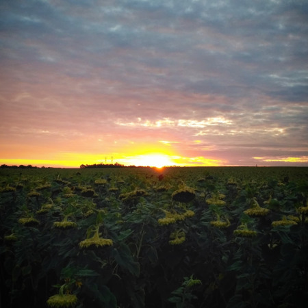 Захід сонця у соняшниковому полі
