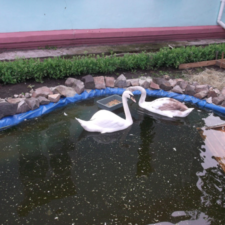 Жива перлина Білопільщини