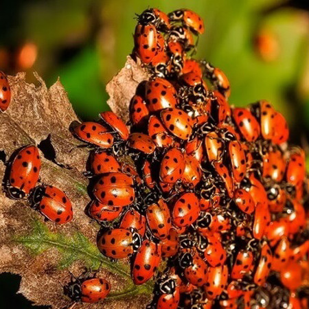 Міф 1. Листя треба спалювати, бо так знищуються шкідники 