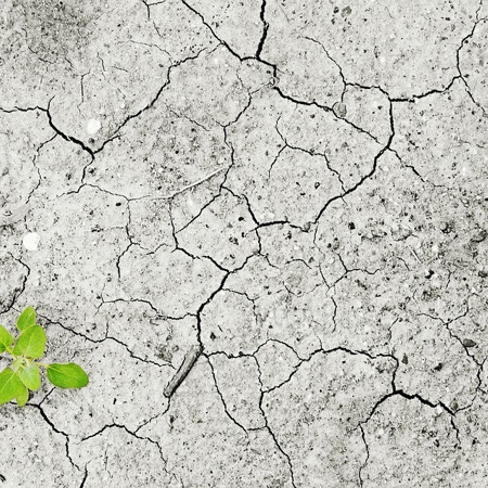 Міф 2. Наші предки палили – українські чорноземи від цього не страждали 