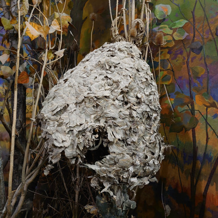 Осине гніздо