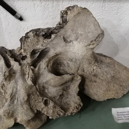 Залишки черепа зубра