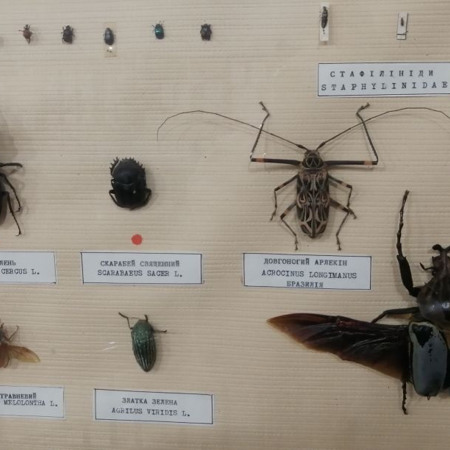 Колекція метеликів і тропічних комах