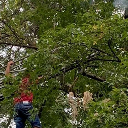 Повелитель бабочек: в Измаиле снимали мужчину с дерева