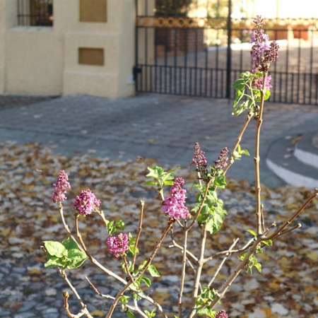 В Измаиле в ноябре зацвела сирень