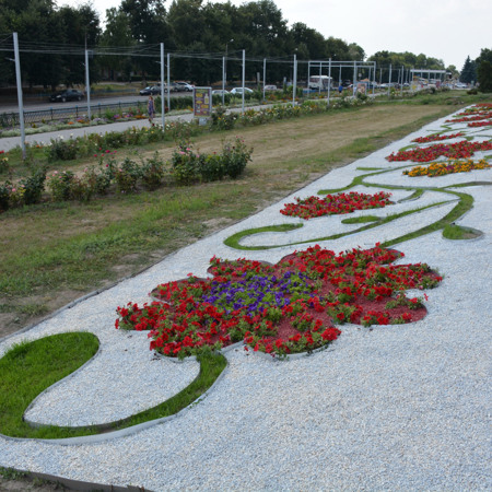 Повністю змінилася концепція зелених насаджень на алеї троянд