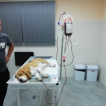 Вперше у Золотоноші зробили переливання крові собаці