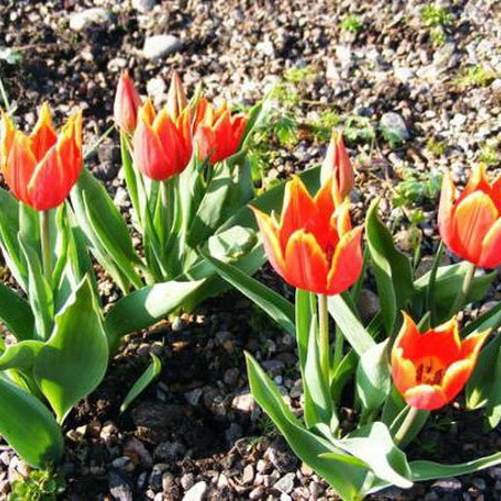 Вандалізм на алеї троянд