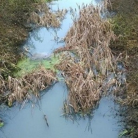 Погіршення стану води у річках Золотоношка та Суха Згарь