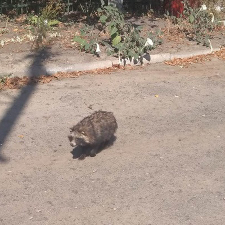Єнот напав на золотонісців