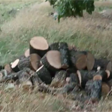 Ліс рубають тріски летять