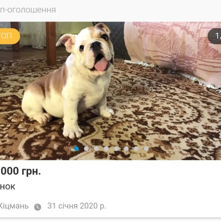 Щеня англійського бульдога