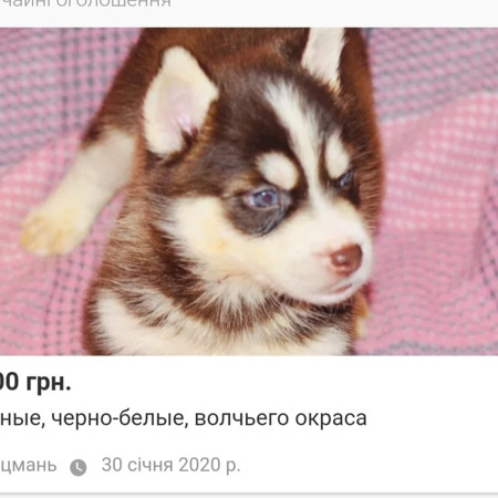 Щеня хаскі