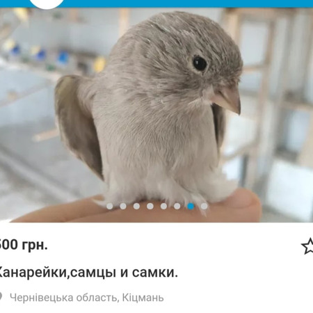 Канарка