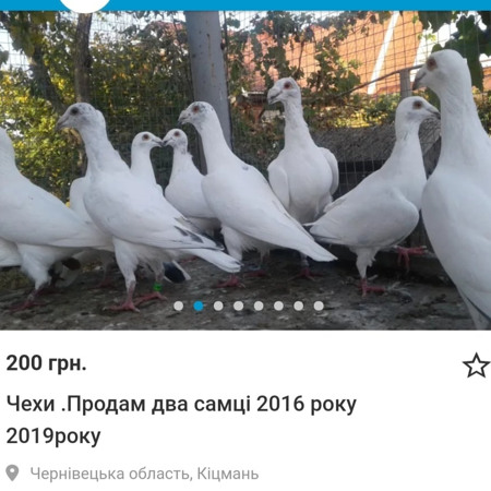 Породисті голуби