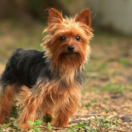 Міні йоркширський тер'єр