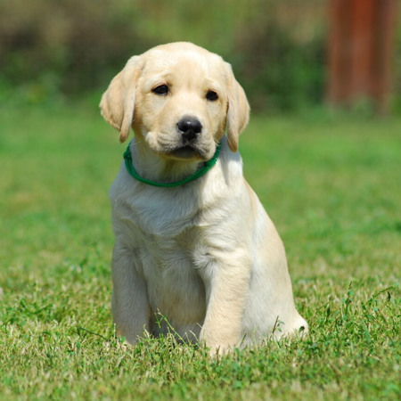 Лабрадор ретривер 