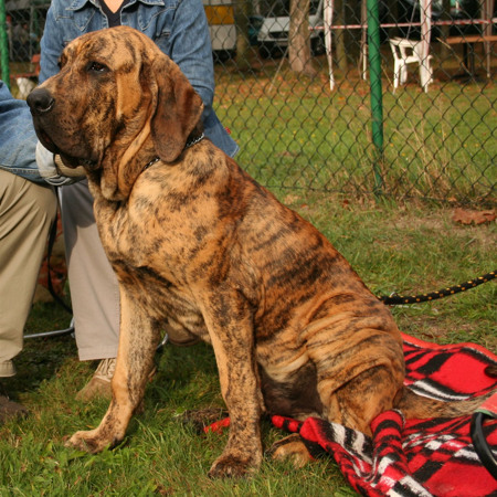 Бразильський мастіф