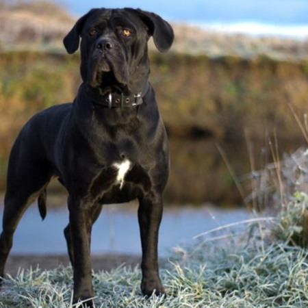 Італійський мастіф