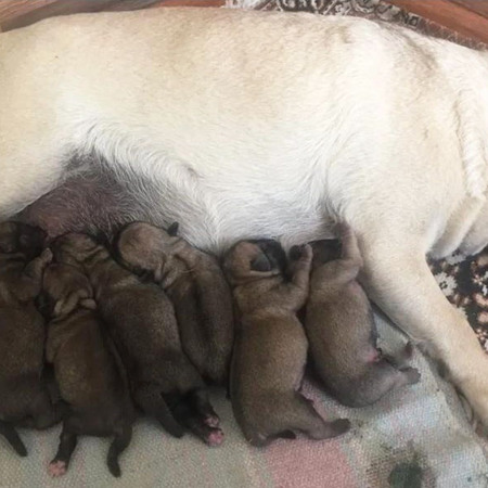 Мопс, 6000 грн.