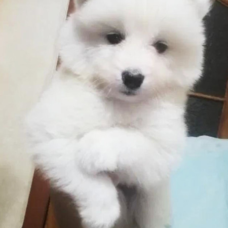 Самоедская лайка, 5500 грн.