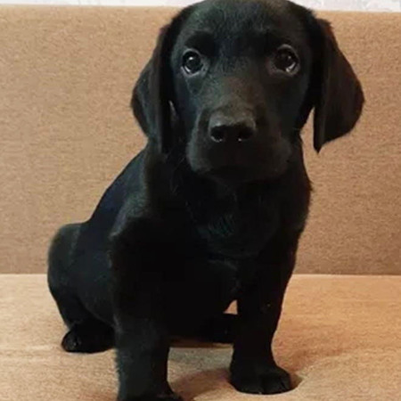 Лабрадор-ретривер, 3500-4000 грн.