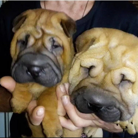 ​​​​​​​Шарпей, 3000 грн.